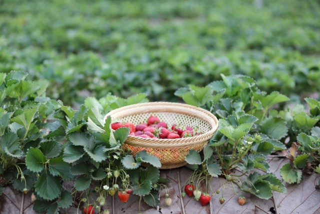 ¿Cómo propagar las fresas con bigote correctamente? ¿Cómo plantar? Tiempo de aterrizaje. Foto