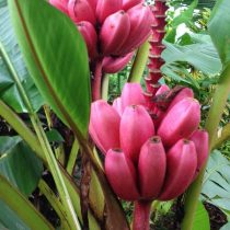 El plátano interior es cómo cultivar un milagro tropical. Cuidado en casa. Foto