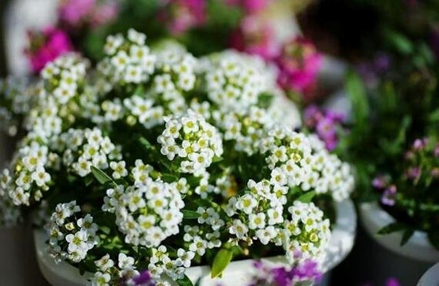 Alissum interior - "almohadas" de flores y aroma a miel. Cuidado en casa. Foto