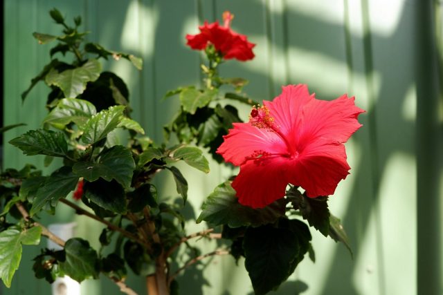 Hibisco interior, o rosa china - floración colorida y cuidado simple en casa. Foto