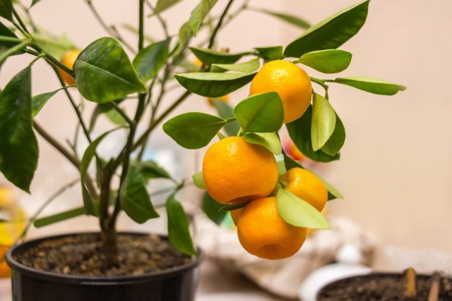 La kalamondina interior es la más prolífica entre las frutas cítricas. Cuidado en casa. Foto
