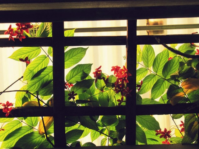 Room Quiskalis es una fragante liana con flores. COMBANDUM, cuidado en casa. Foto