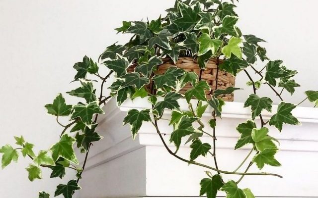 Ivy interior: un clásico de paisajismo vertical de las instalaciones. Cuidado en casa. Foto