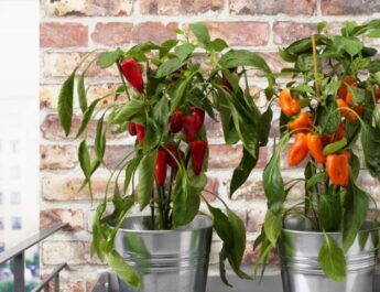 Variciando pimienta dulce - ¡Cultive Paprika en el alféizar de la ventana! Cuidado en casa. Foto