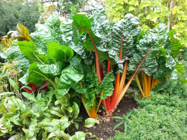 El final de la temporada con verduras frescas es qué plantar en agosto. Foto