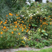 Cosmea es un verano sin pretensiones y brillante para su jardín. Tipos, condiciones, cuidado, reproducción. Foto