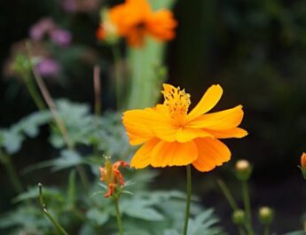Cosmea Sulphur-amarillo es un verano brillante para los perezosos. Características, siembra, cuidado, variedades. Foto