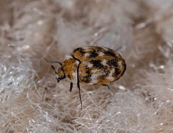 Autor de cuero de alfombra en la casa: ¿qué son dañinos y cómo lidiar con los escarabajos? Foto