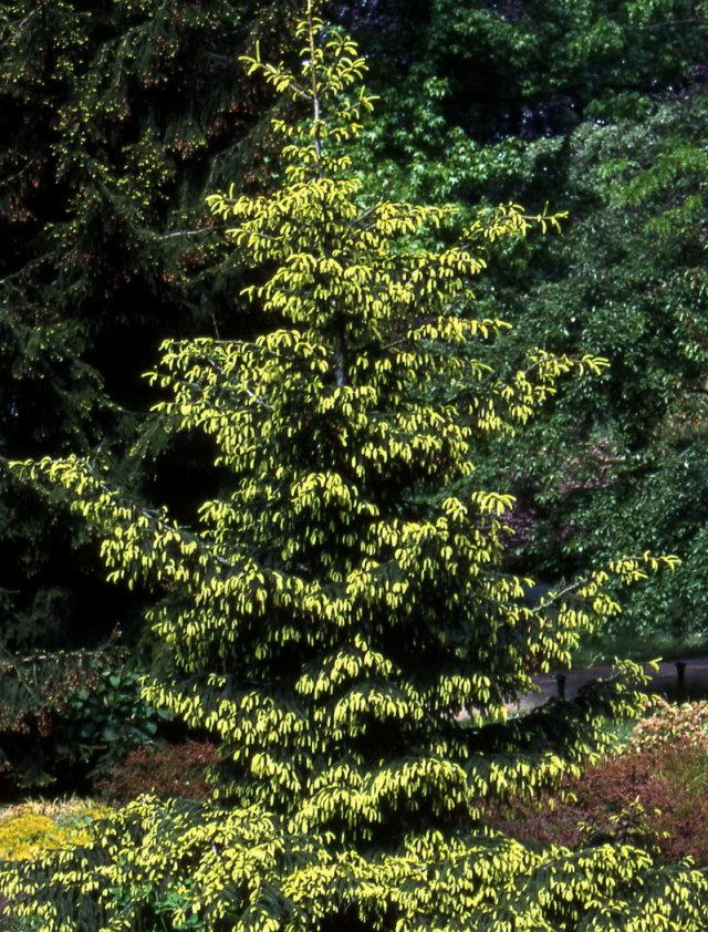 Abeto rojo y amarillo: una descripción general de las variedades con crecimiento inusual. Foto