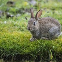 Conejos: razas interesantes y populares. Foto