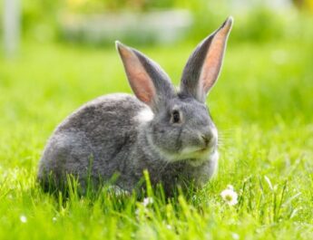 Conejos para el verano: mi experiencia de reproducción. Cómo elegir, que alimentar, cómo caminar. Foto