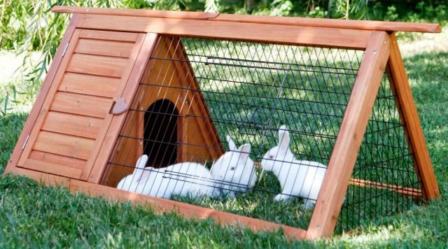 Conejos para el verano: mi experiencia de reproducción. Cómo elegir, que alimentar, cómo caminar. Foto