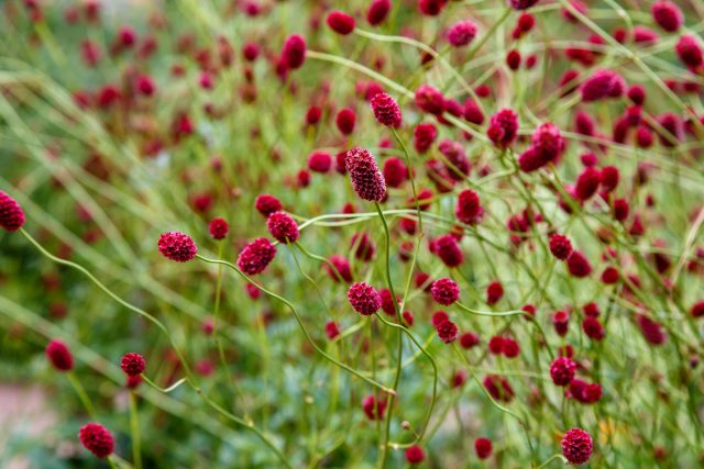 Nublado no es solo una planta medicinal, sino también una planta decorativa. Descripción, uso en el diseño del jardín y la medicina. Foto