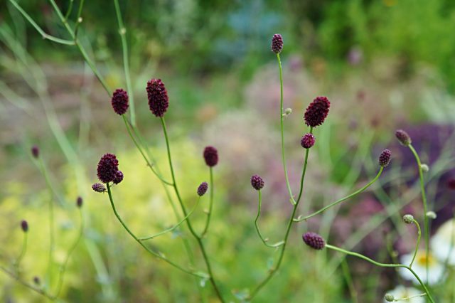Nublado no es solo una planta medicinal, sino también una planta decorativa. Descripción, uso en el diseño del jardín y la medicina. Foto