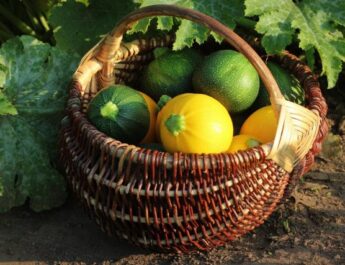 El calabacín redondo es una alternativa deliciosa al tradicional. Cultivo, cosecha y las mejores variedades. Foto