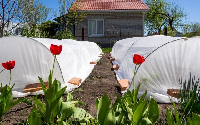 Camas cubiertas: protección para el medio ambiente de las verduras de los insectos. Ventajas y desventajas. Foto