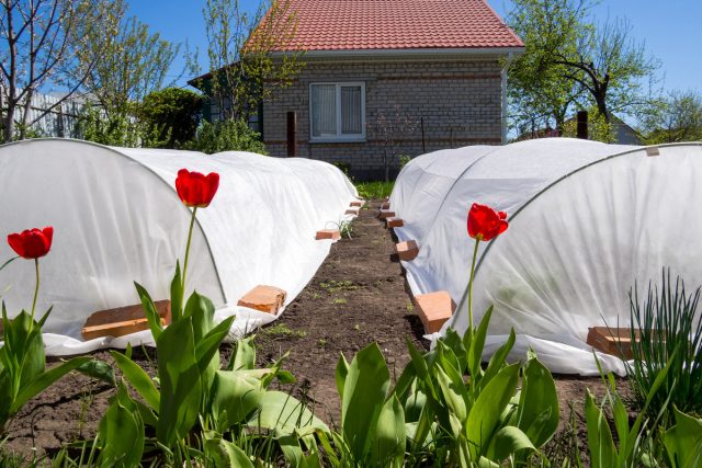 Camas cubiertas: protección para el medio ambiente de las verduras de los insectos. Ventajas y desventajas. Foto