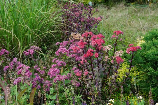 Los purulentos de Bush son las estrellas del jardín de flores de otoño. Tipos y variedades, características de cultivo. Foto