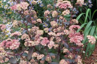 Los purulentos de Bush son las estrellas del jardín de flores de otoño. Tipos y variedades, características de cultivo. Foto