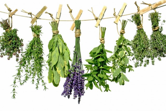 ¿Cómo recolectar y secar las plantas medicinales correctamente?