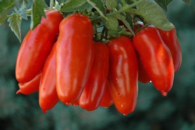 Las mejores variedades de tomate para enlatar son girar sin decepción