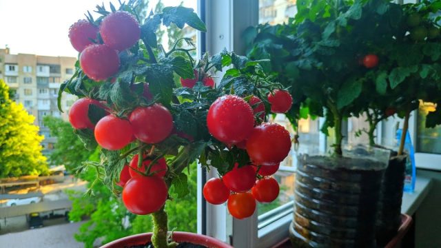 Las mejores variedades de tomate para enlatar son girar sin decepción