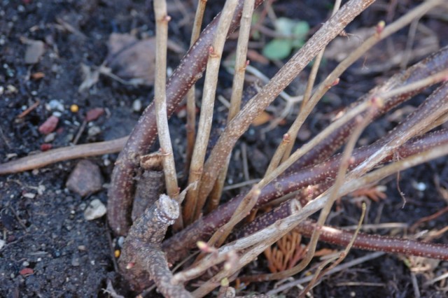 ¿Cómo rejuvenecer los arbustos de grosella? Rejugar poda en el otoño. Foto
