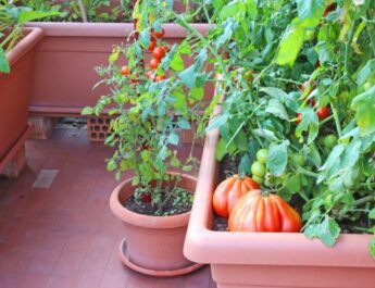 Jardinería de contenedores: compacidad y estética del jardín. Foto