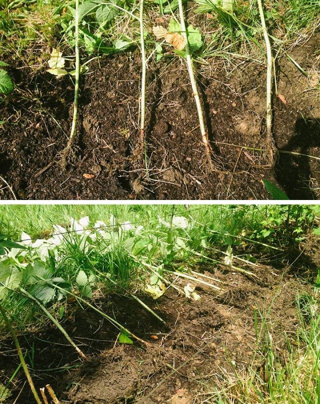 Plantación de frambuesa en una trinchera. ¿Cuál es la mejor manera de plantar frambuesas? Foto
