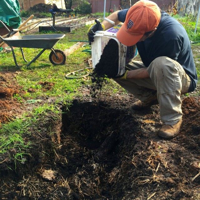 Plantación de frambuesa en una trinchera. ¿Cuál es la mejor manera de plantar frambuesas? Foto