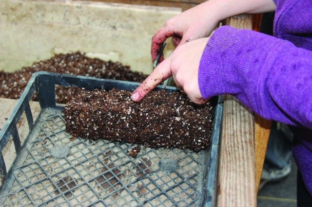 Cómo cocinar el suelo para las plántulas. Mezcla de suelo, desinfección, fertilizante. Foto