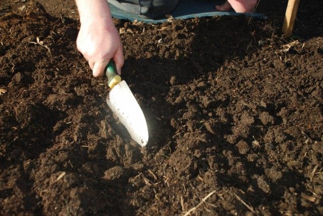 Cómo cocinar el suelo para las plántulas. Mezcla de suelo, desinfección, fertilizante. Foto