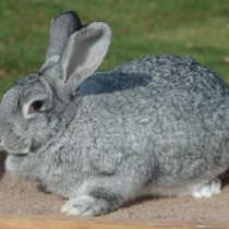 Conejos: razas interesantes y populares. Foto