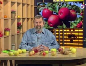 ¿Cómo elegir los manzanos adecuados para el jardín? Consejos exitosos.