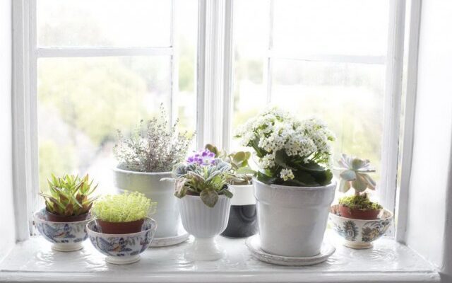 ¿Cómo colocar más plantas innovadoras en el alféizar? Plantas en la ventana. Foto