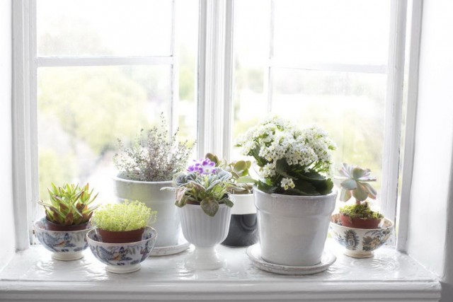 ¿Cómo colocar más plantas innovadoras en el alféizar? Plantas en la ventana. Foto