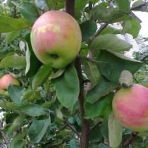 Las mejores variedades de manzanos para varias regiones. Descripción, foto