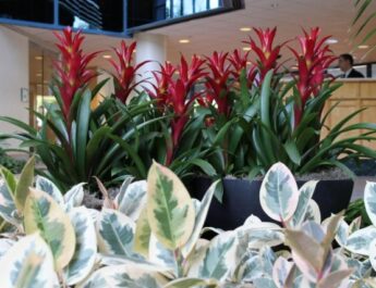 Las mejores plantas para un lobby y salón fríos. Para iluminación brillante y dispersa. Shadow -mearing. Foto