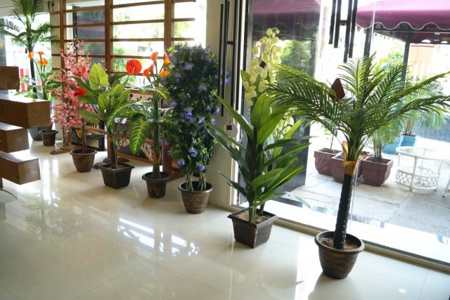 Las mejores plantas para un lobby y salón fríos. Para iluminación brillante y dispersa. Shadow -mearing. Foto