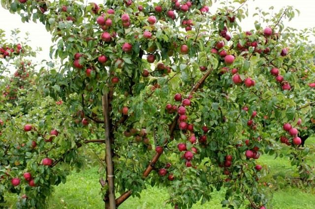Las mejores variedades de manzanos para varias regiones. Descripción, foto