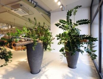 Las mejores plantas sin pretensiones para la oficina. Lista de plantas de interior para la oficina. Foto