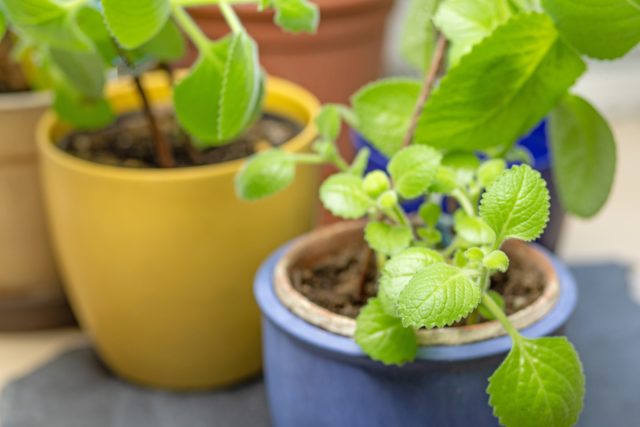 Las mejores plantas están envueltas en mosquitos para balcones y jardines. Foto